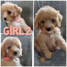 F1 Cavapoo Puppies Ready To Leave Now Text for more information.-- text us ‪(405) 283-6382‬
