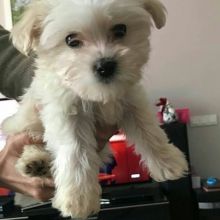 Fabulous Ckc Maltese Puppies Available