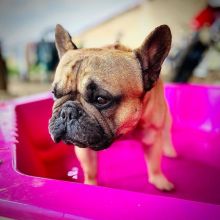 Fantastic French bulldog puppies given for adoption