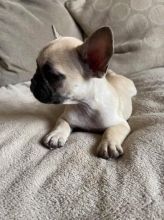 French Bulldog Puppies text for more information.-- text us ‪(405) 283-6382‬