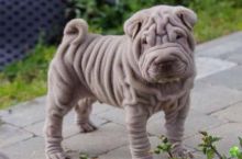 Gorgeous Chunky Shar Pei Girl and boy puppies Ready Now