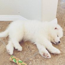 HOME TRAINED SAMOYED PUPPIES FOR ADOPTION ( kanegray552@gmail.com)