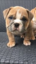 kc registered English Bulldog puppies