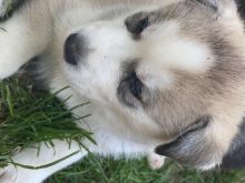 kc registered Siberian Husky puppies-text for more information.-- text us ‪(405) 283-6382‬