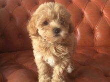 Kind Hearted Maltipoo Puppies..Text for more information.-- text us ‪(405) 283-6382‬