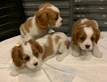 Loving Cavalier King Charles Spaniel puppies ..Text for more information.-- text us ‪(405) 283-638