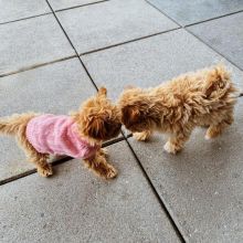 Maltipoo PUPPIES FOR ADOPTION (ckingsley486@gmail.com)