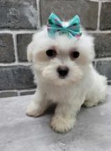 Pure White Maltese Ready For New Home