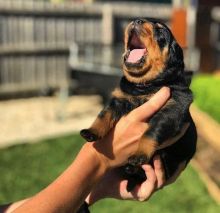 Rottweiler puppies ready for adoption in a new home