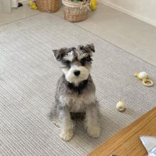 schnauzer READY FOR NEW HOME ( vidskelley@gmail.com )