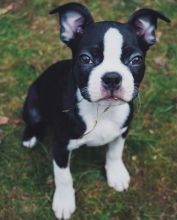 Sensational Ckc Boston Terrier Puppies Email at us [ mountjordan17@gmail.com ]
