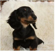 Sensational Ckc Dachshund Puppies Available