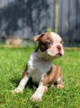 Stunning Kc Registered Boston Terriers Puppies Text for more information.-- text us ‪(405) 283-638