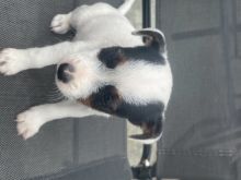 Beautiful True Black/White Jack Russell Male and female text for more information.-- text us ‪(405
