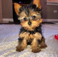 Yorkshire Terrier Puppies Available