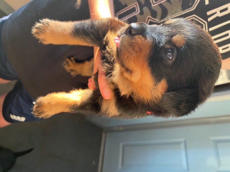10weeks old Rottweiler Puppies--text for more information.-- text us ‪(405) 283-6382‬ Image eClassifieds4u