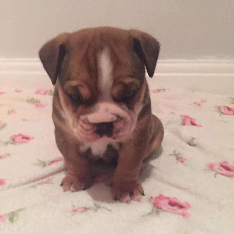 Astounding Ckc English Bulldog Puppies Image eClassifieds4u
