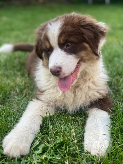 Australian Shepherd Puppies ---text for more information.-- text us ‪(405) 283-6382‬ Image eClassifieds4u
