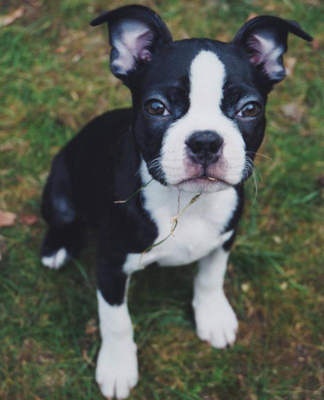 Ckc Boston Terrier Puppies Email at us [ mountjordan17@gmail.com ] Image eClassifieds4u