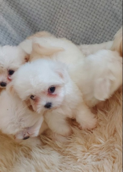 Dollface Maltese Puppies .Text for more information.-- text us ‪(405) 283-6382‬ Image eClassifieds4u