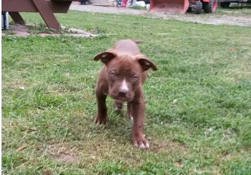 Energetic Ckc Bull Terrier Puppies Available For Adoption Image eClassifieds4u