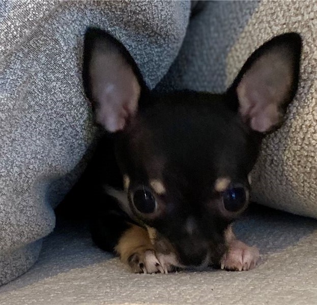 Energetic Ckc Chihuahua Puppies Available Image eClassifieds4u