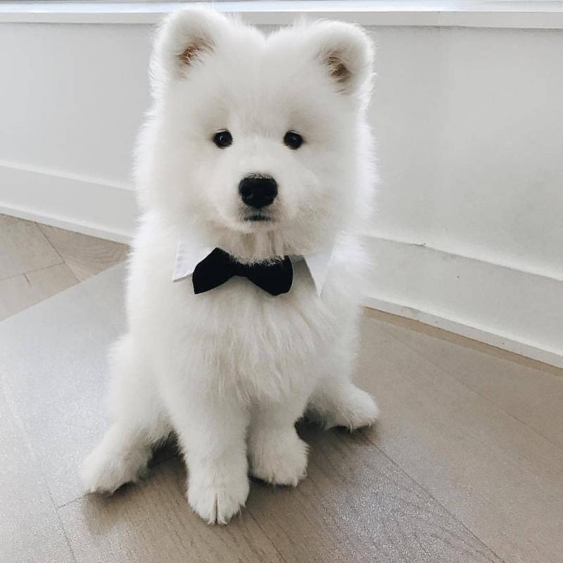 Energetic Ckc Samoyed Available For Adoption Image eClassifieds4u
