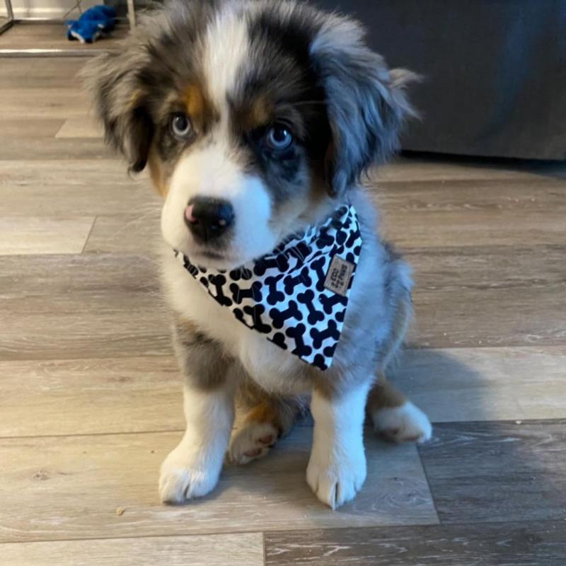 EXCELLENT AUSTRALIAN SHEPHERDS ( gilbertlims03@gmail.com) Image eClassifieds4u