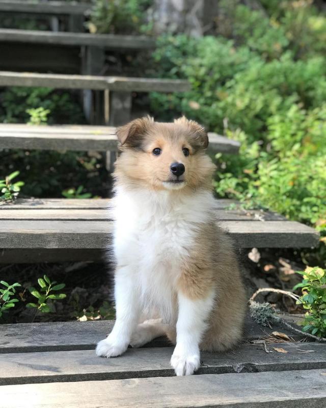 EXCELLENT Shetland Sheep (luizk096@gmail.com) Image eClassifieds4u