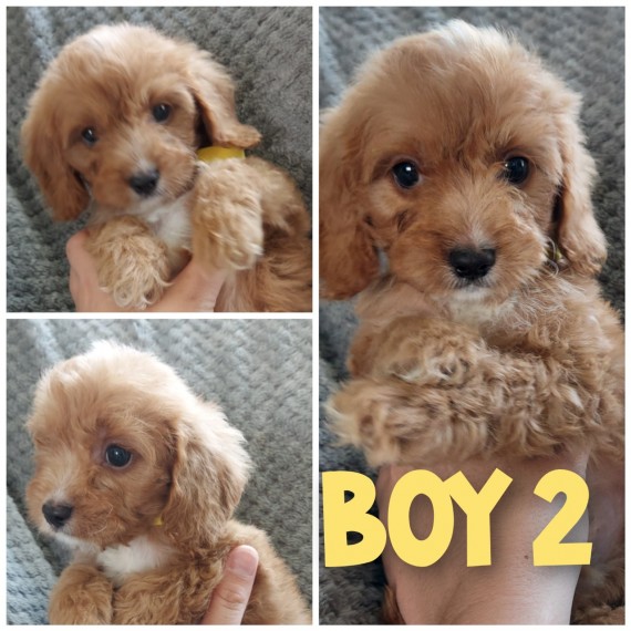 F1 Cavapoo Puppies Ready To Leave Now Text for more information.-- text us ‪(405) 283-6382‬ Image eClassifieds4u