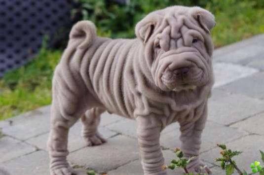 Gorgeous Chunky Shar Pei Girl and boy puppies Ready Now Image eClassifieds4u