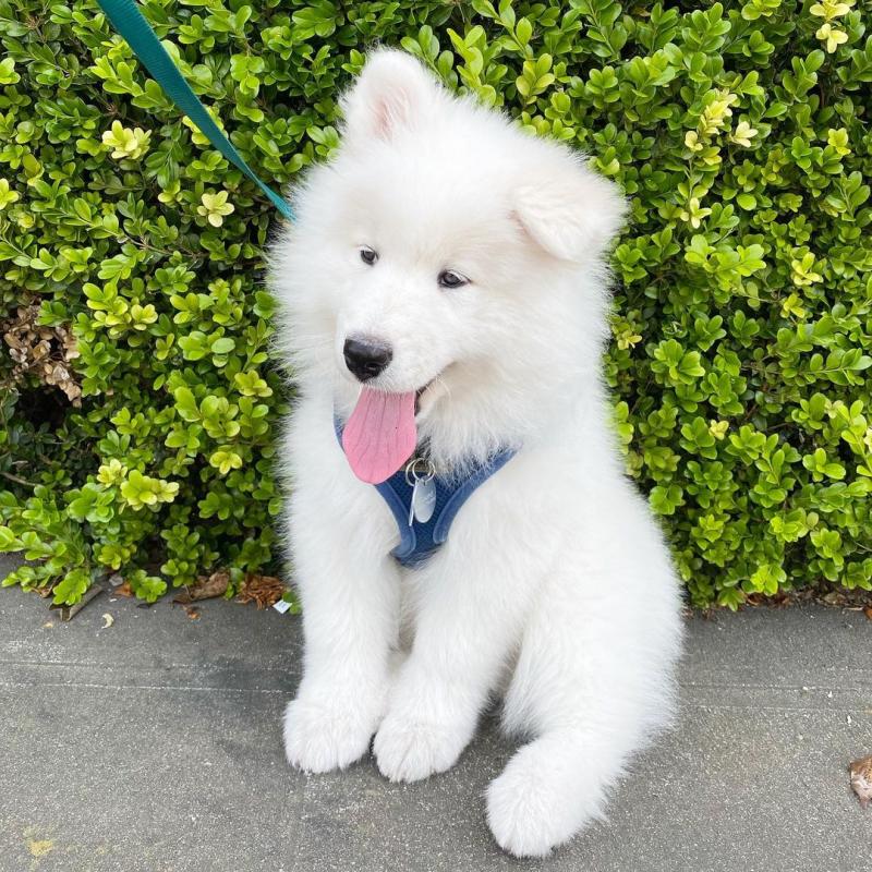HOME TRAINED SAMOYED PUPPIES FOR ADOPTION ( kanegray552@gmail.com) Image eClassifieds4u