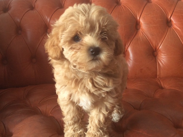 Kind Hearted Maltipoo Puppies..Text for more information.-- text us ‪(405) 283-6382‬ Image eClassifieds4u