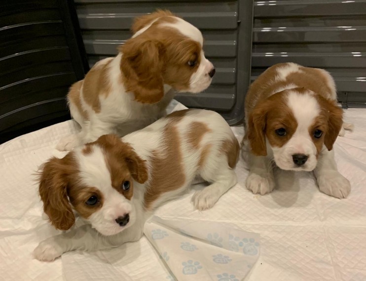 Loving Cavalier King Charles Spaniel puppies ..Text for more information.-- text us ‪(405) 283-638 Image eClassifieds4u