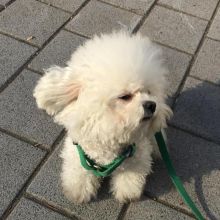 Dramatic Ckc Bichon Frise Puppies Available Image eClassifieds4U