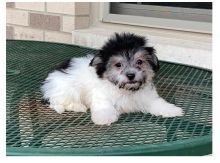 Eye-catching Ckc Havanese Puppies Available Image eClassifieds4U