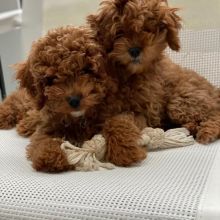 cavapoo PUPPIES ( peteralex65020@gmail.com ) Image eClassifieds4u 2