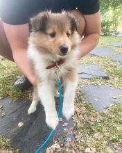 EXCELLENT Shetland Sheep (luizk096@gmail.com) Image eClassifieds4u 2