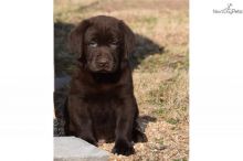 Fantastic Ckc Labrador Retriever Puppies Available [ mountjordan17@gmail.com] Image eClassifieds4U