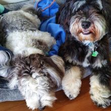 Havanese PUPPIES FOR ADOPTION (yannickbree@gmail.com) Image eClassifieds4u 1