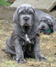 Neapolitan Mastiff Puppies Image eClassifieds4U
