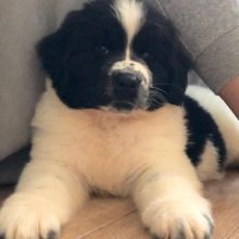 Newfoundland PUPPIES FOR ADOPTION ( livingstonhark@gmail.com ) Image eClassifieds4u 1