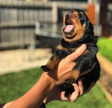 Rottweiler puppies ready for adoption in a new home Image eClassifieds4U
