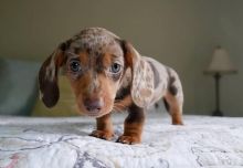 sweet dachshund puppies for adoption (clintongreen269@gmail.com) Image eClassifieds4u 1