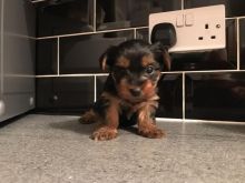 Yorkie Puppies Males & Females---text for more information.-- text us ‪(405) 283-6382‬--- Image eClassifieds4U