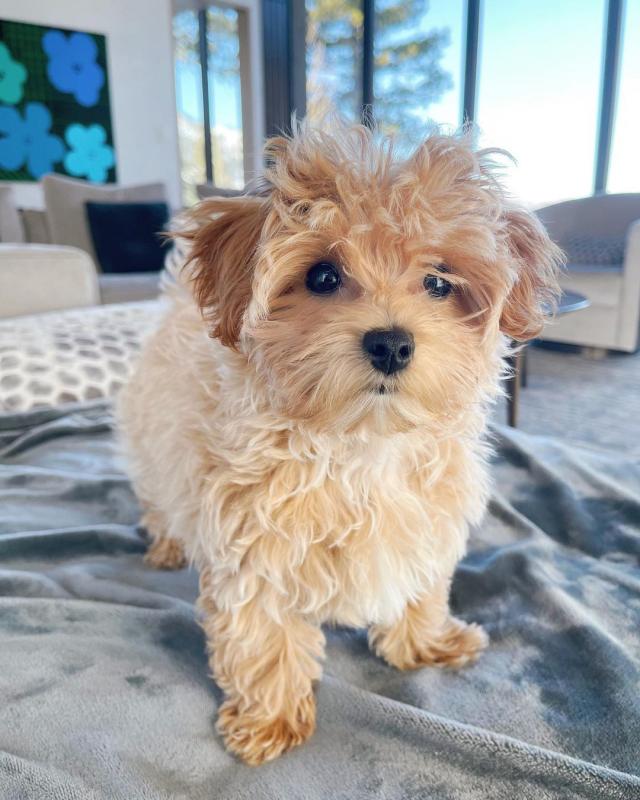 Maltipoo PUPPIES FOR ADOPTION (ckingsley486@gmail.com) Image eClassifieds4u