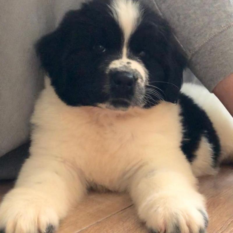 Newfoundland PUPPIES FOR ADOPTION ( livingstonhark@gmail.com ) Image eClassifieds4u