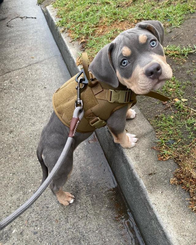 Pitbull 2 for adoption (brolyjackson41@gmail.com) Image eClassifieds4u