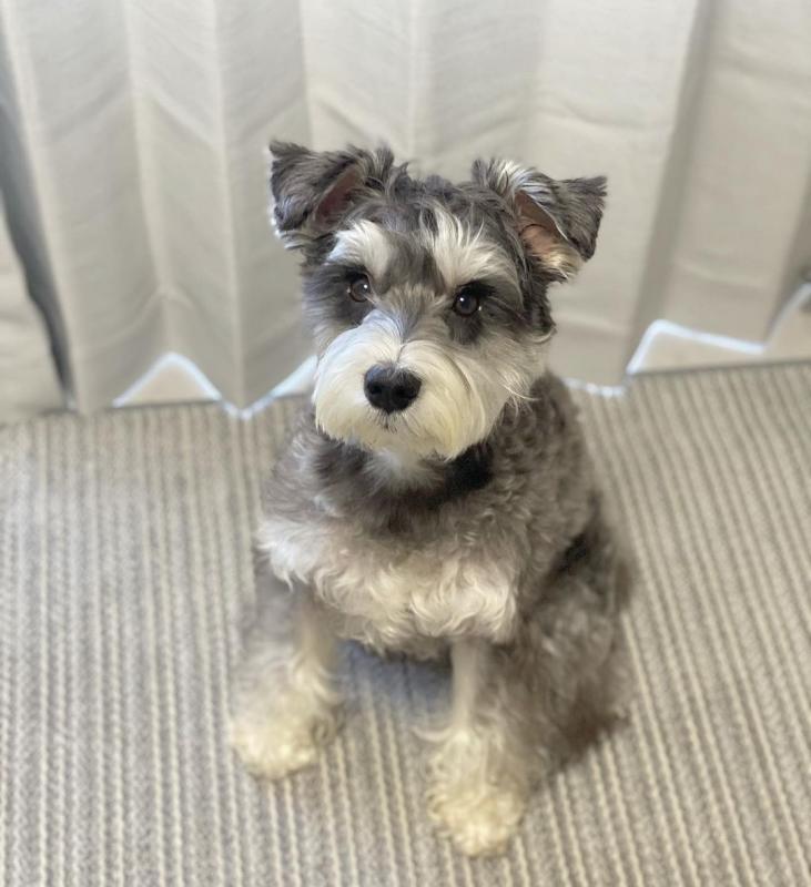 schnauzer READY FOR NEW HOME ( vidskelley@gmail.com ) Image eClassifieds4u