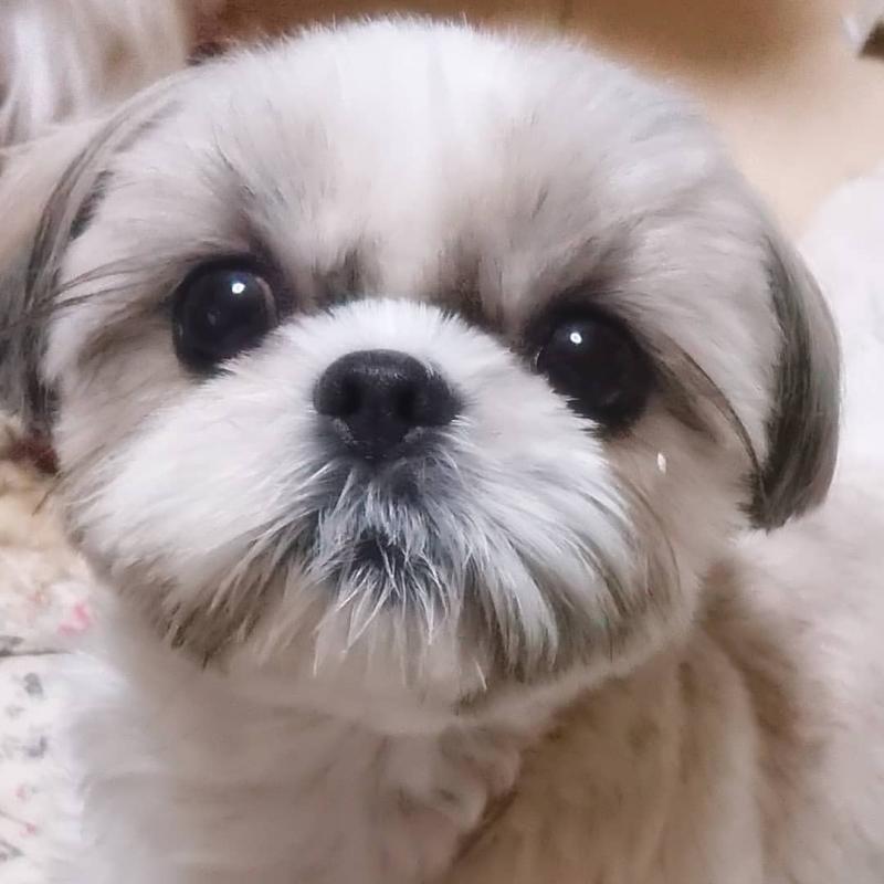 Smart Ckc Shih Tzu Puppies Available Image eClassifieds4u